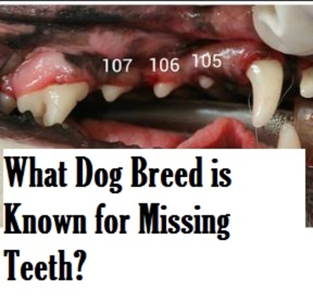 dog missing teeth