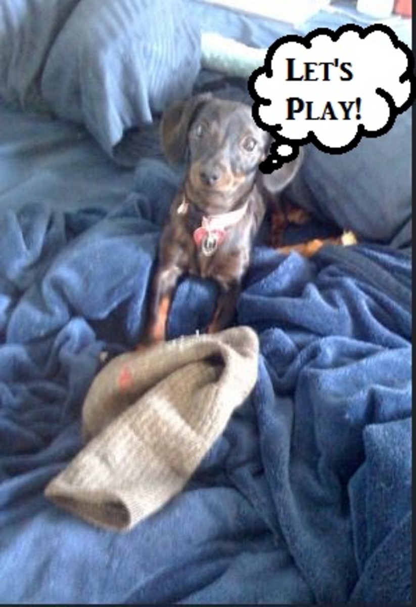 dog-stealing-sock