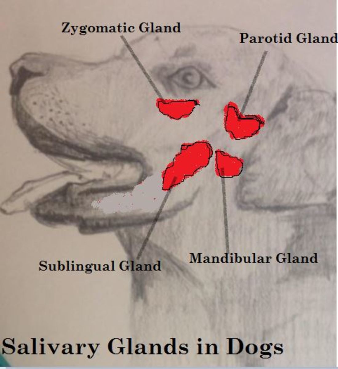 salivary-gland-in-dogs-anatomy