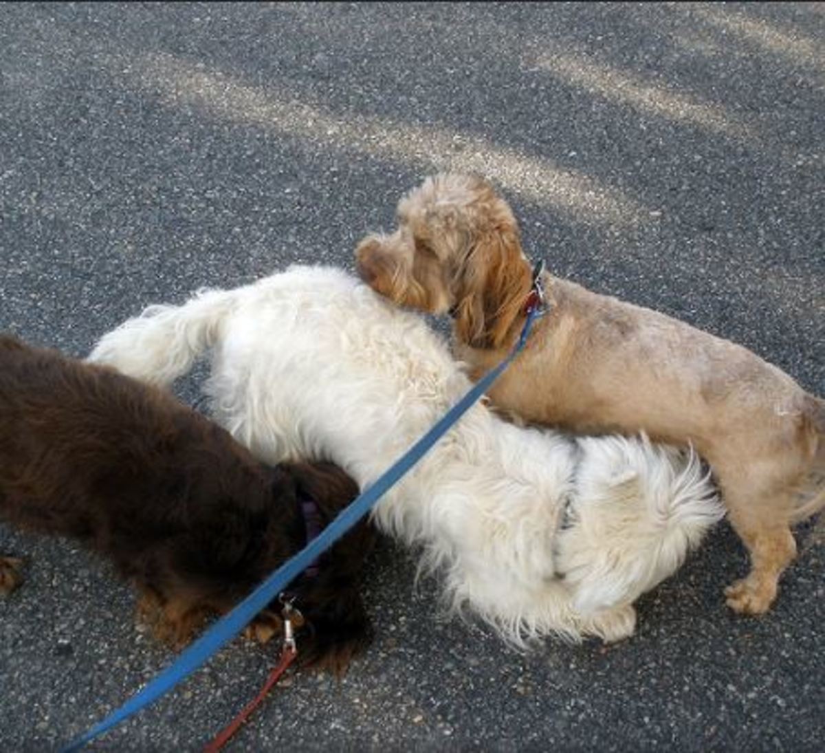 how dogs should greet each other