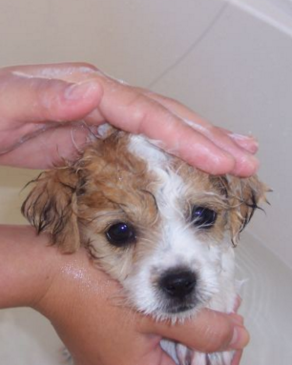 dog hates scented bath