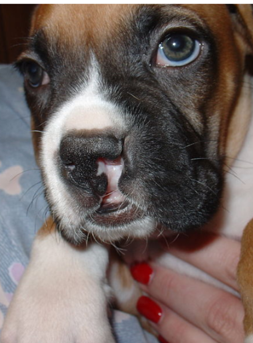 CLEFT PALATE PUPPY