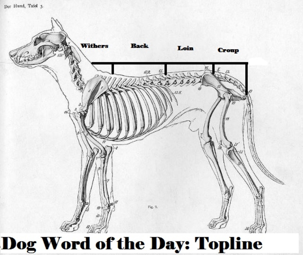 Picture of a dog's topline