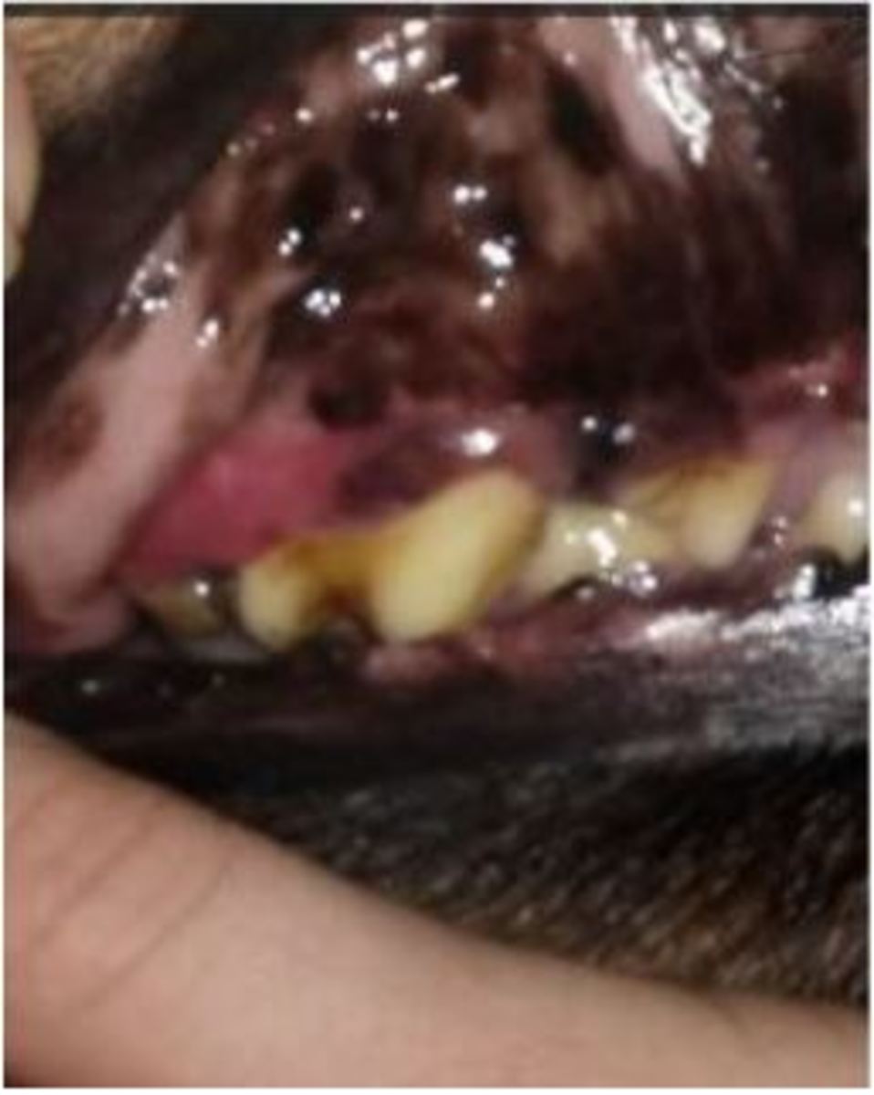 Why Did My Dog's Gums Turn Black? - Dog Discoveries