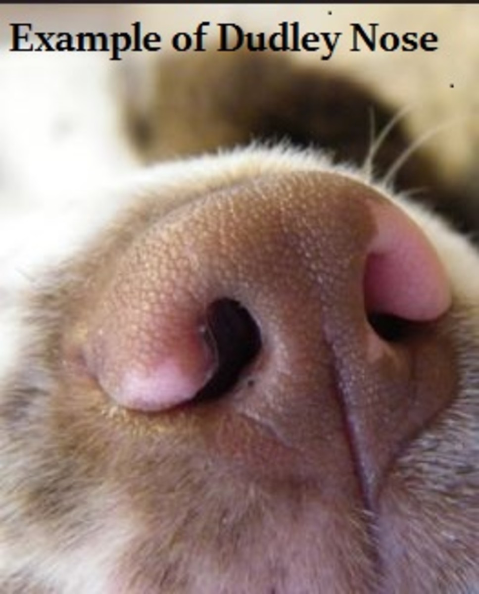 Dog Word Of The Day What Is A Dudley Nose Dog Discoveries