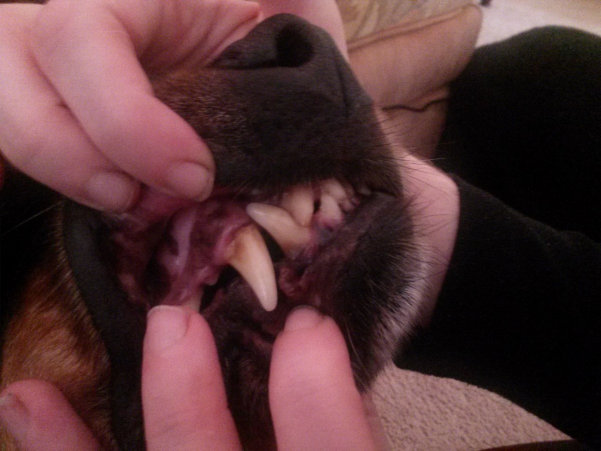 Dog canine teeth