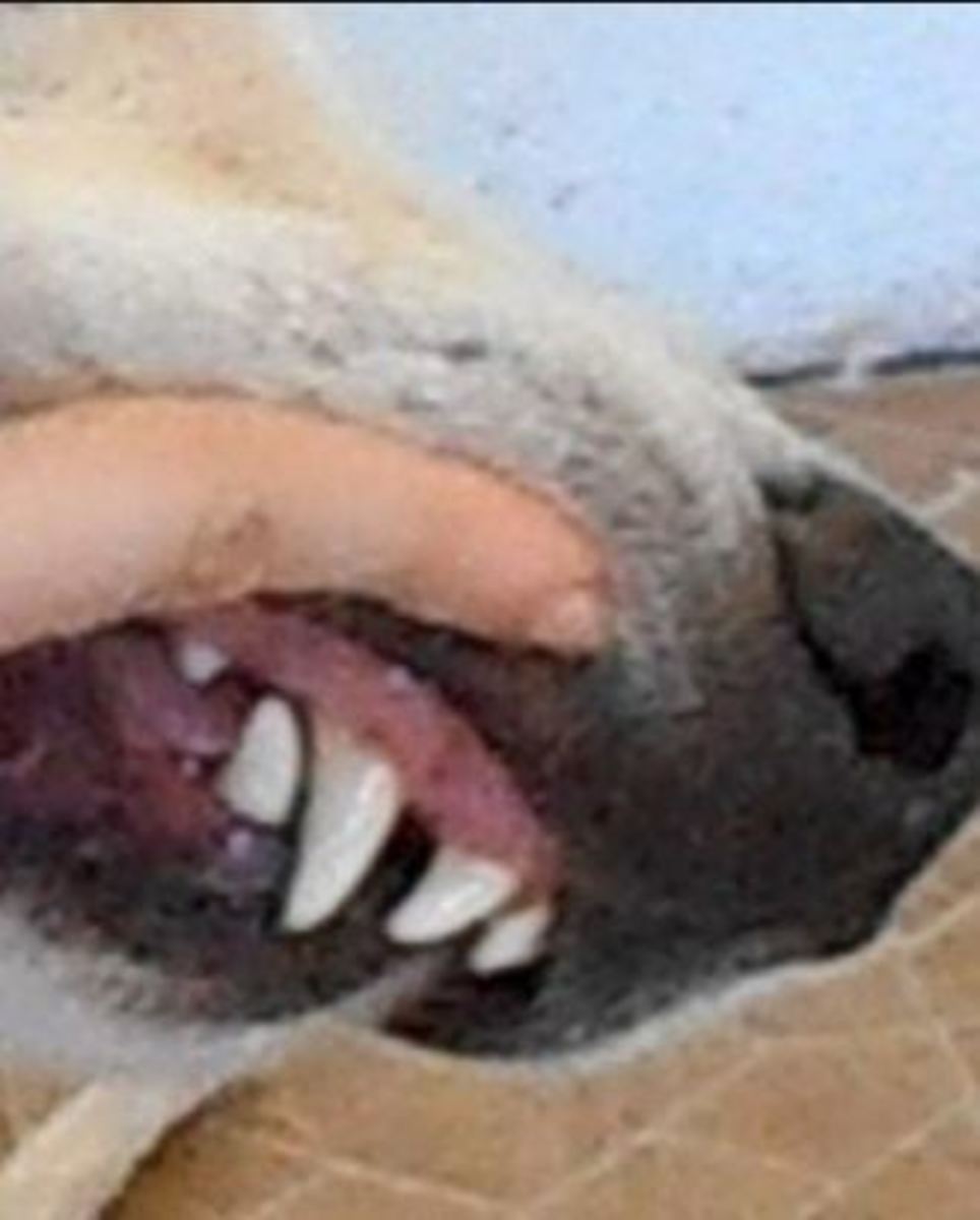  Pink gums in healthy dog