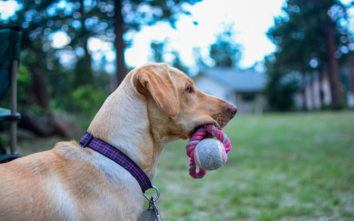 Dogs Who Hate Fetch