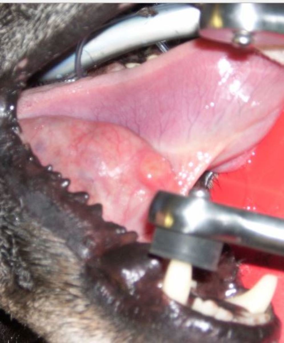 Ranula in dog mouth.