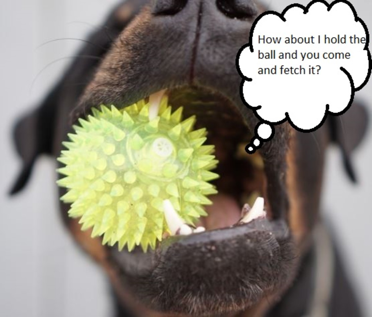 dog ball