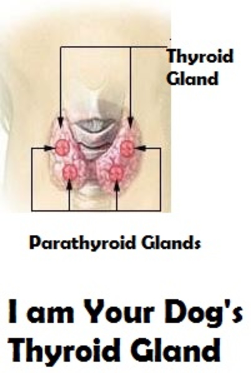 dog-thyroid-gland