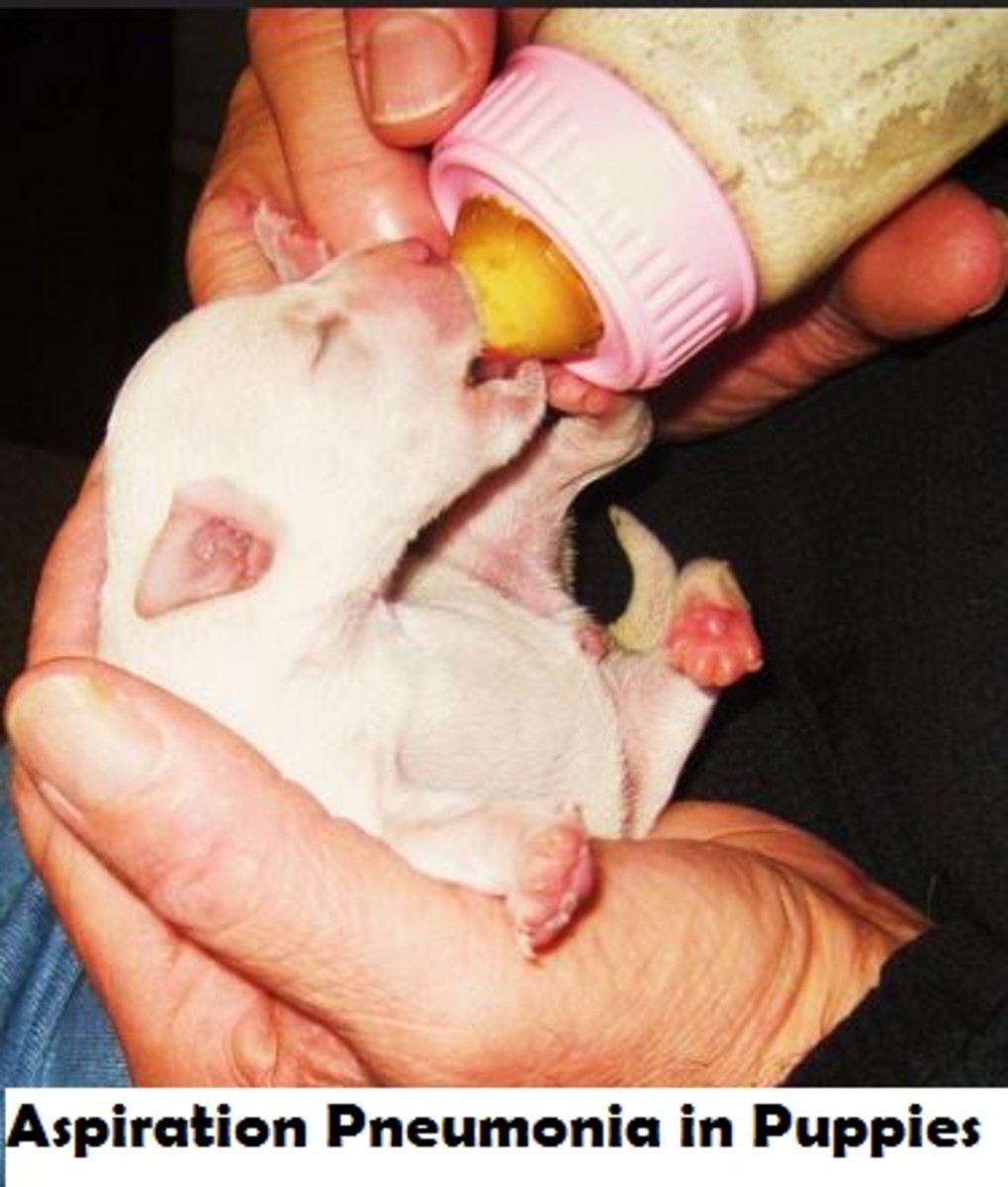 Aspiration Pneumonia in Newborn Puppy Dog Discoveries