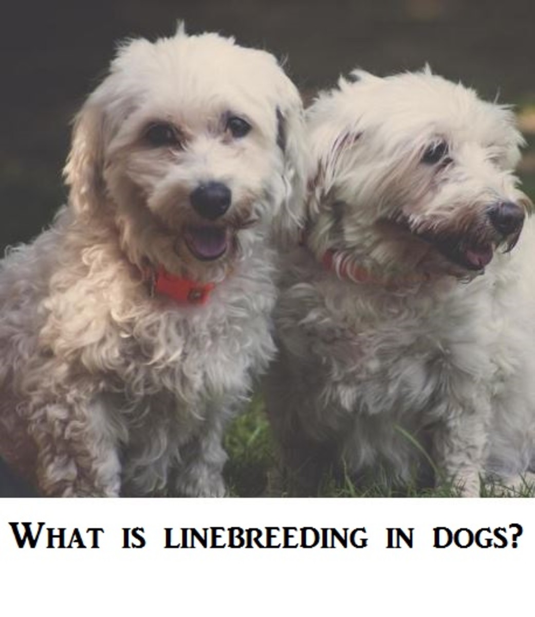 dog-linebreeding