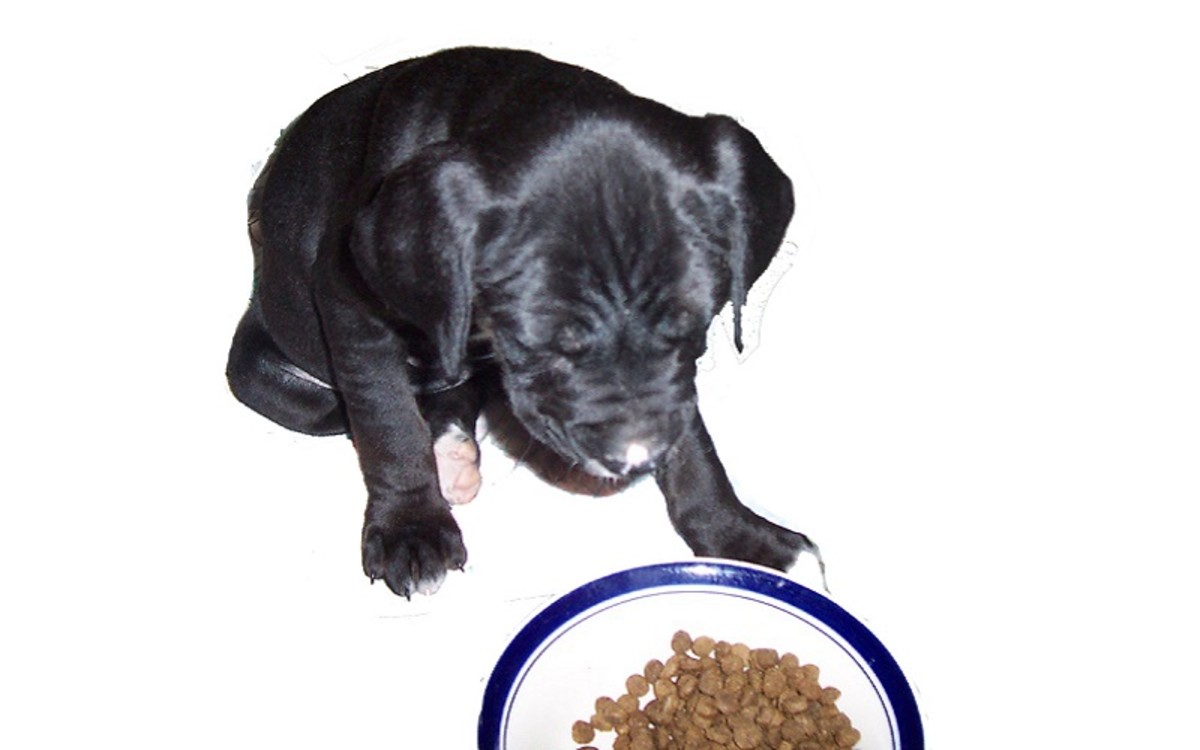 How and When Should You Stop Bottle Feeding Puppies?