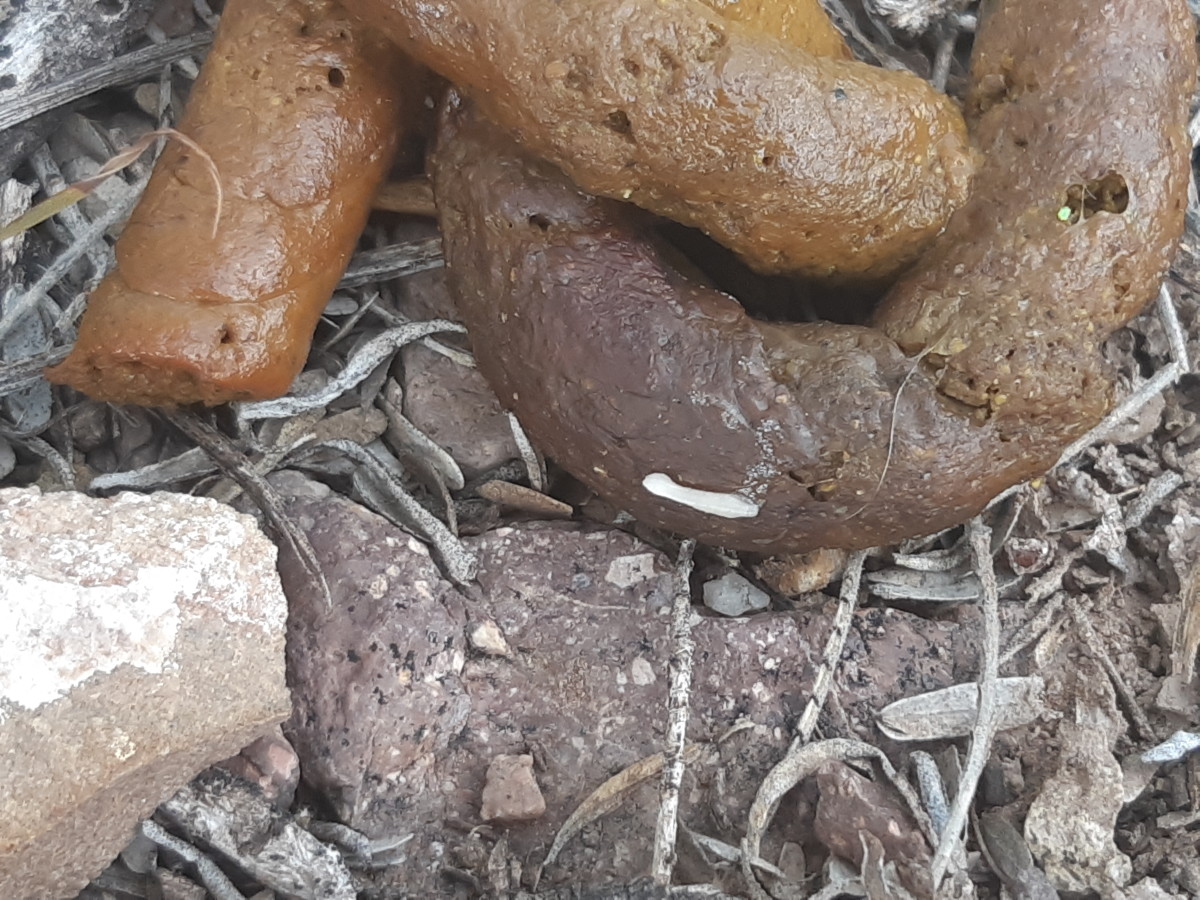 A tapeworm egg sac on dog feces
