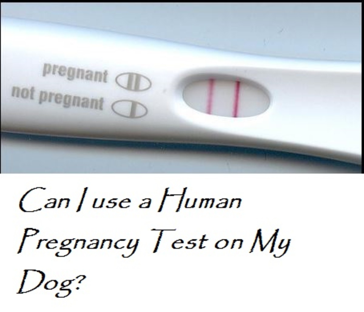 human pregnancy tests work for dogs