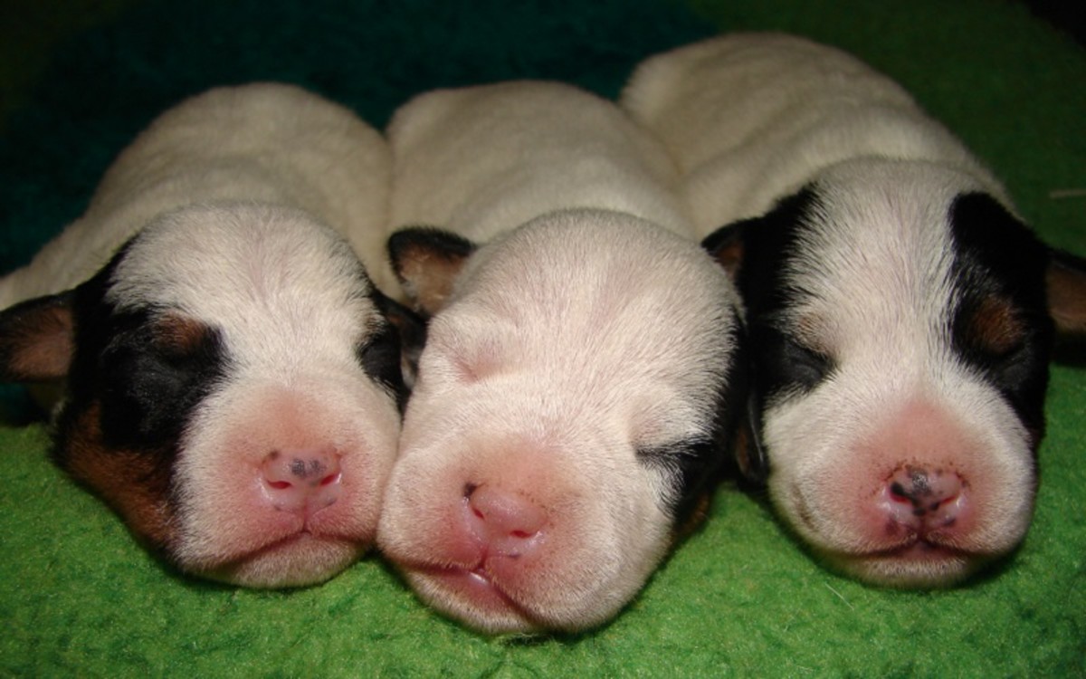 why-do-newborn-puppies-squeak