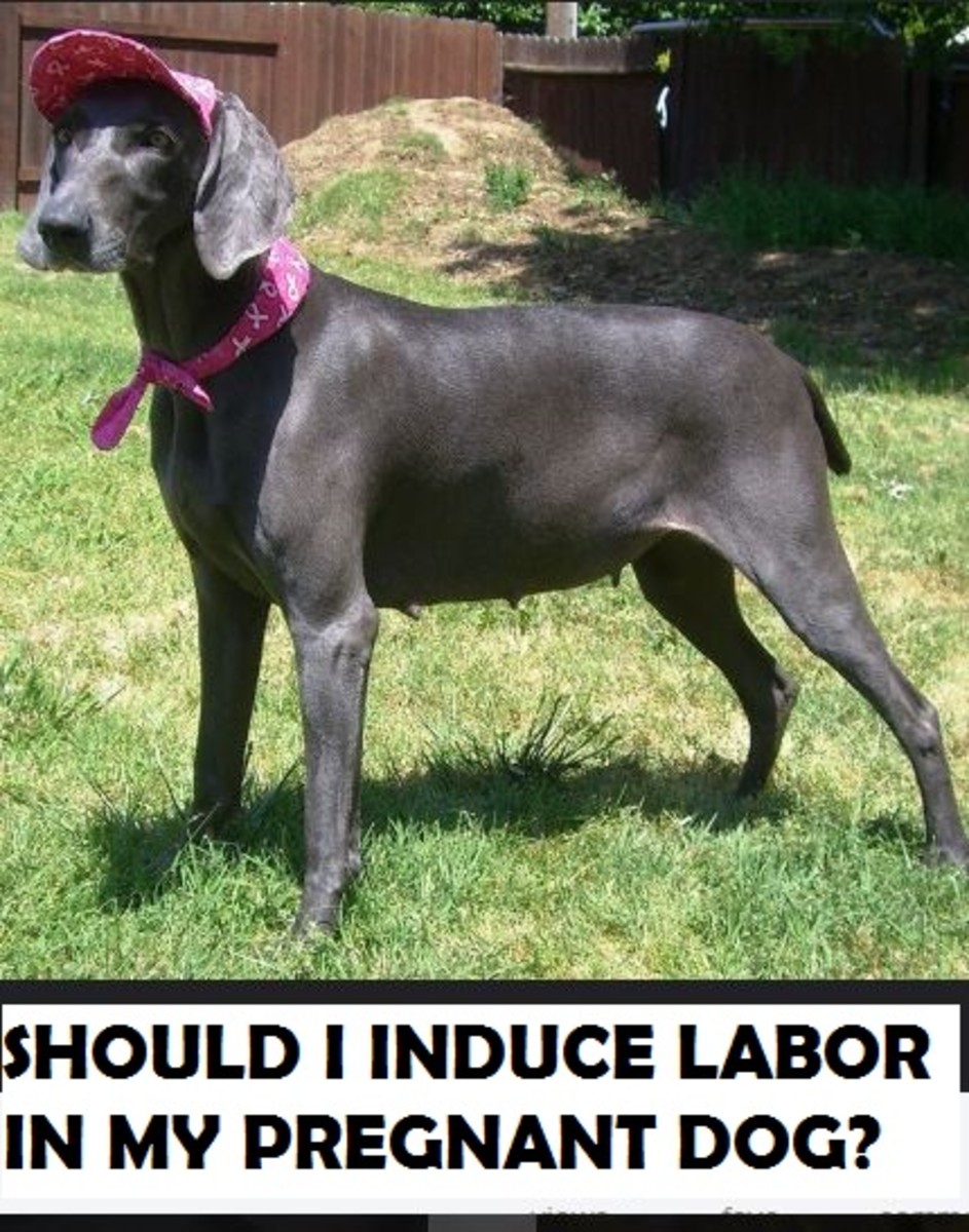 induce-labor-dog