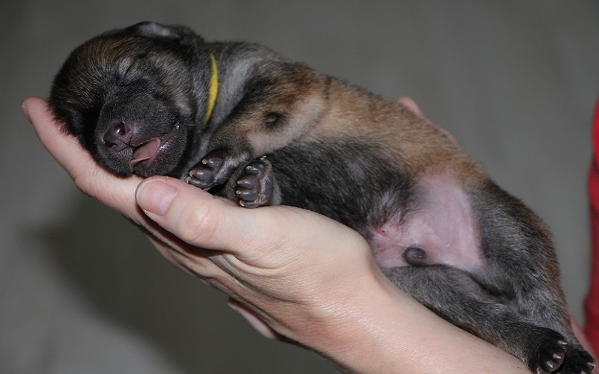 How to Weigh a Newborn Puppy - Dog Discoveries