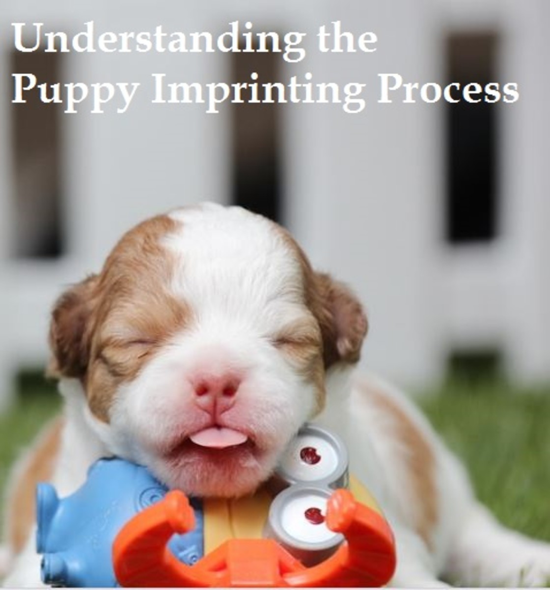 what does imprinting mean for dogs