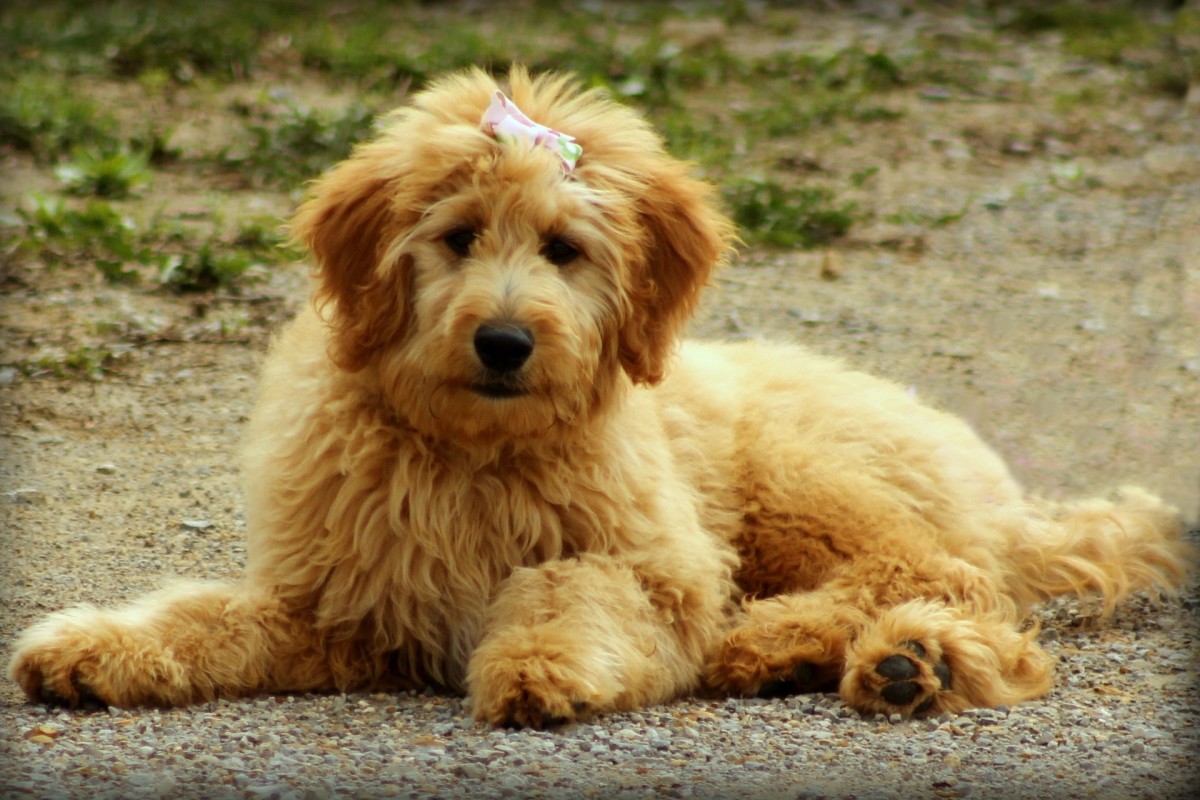 Different Types of Goldendoodle