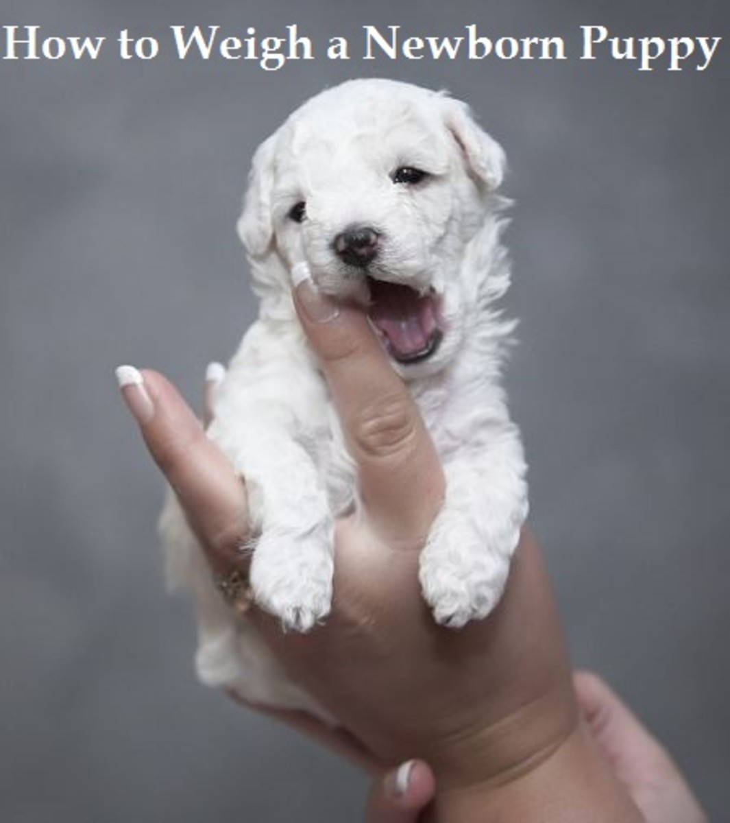 weighing puppies