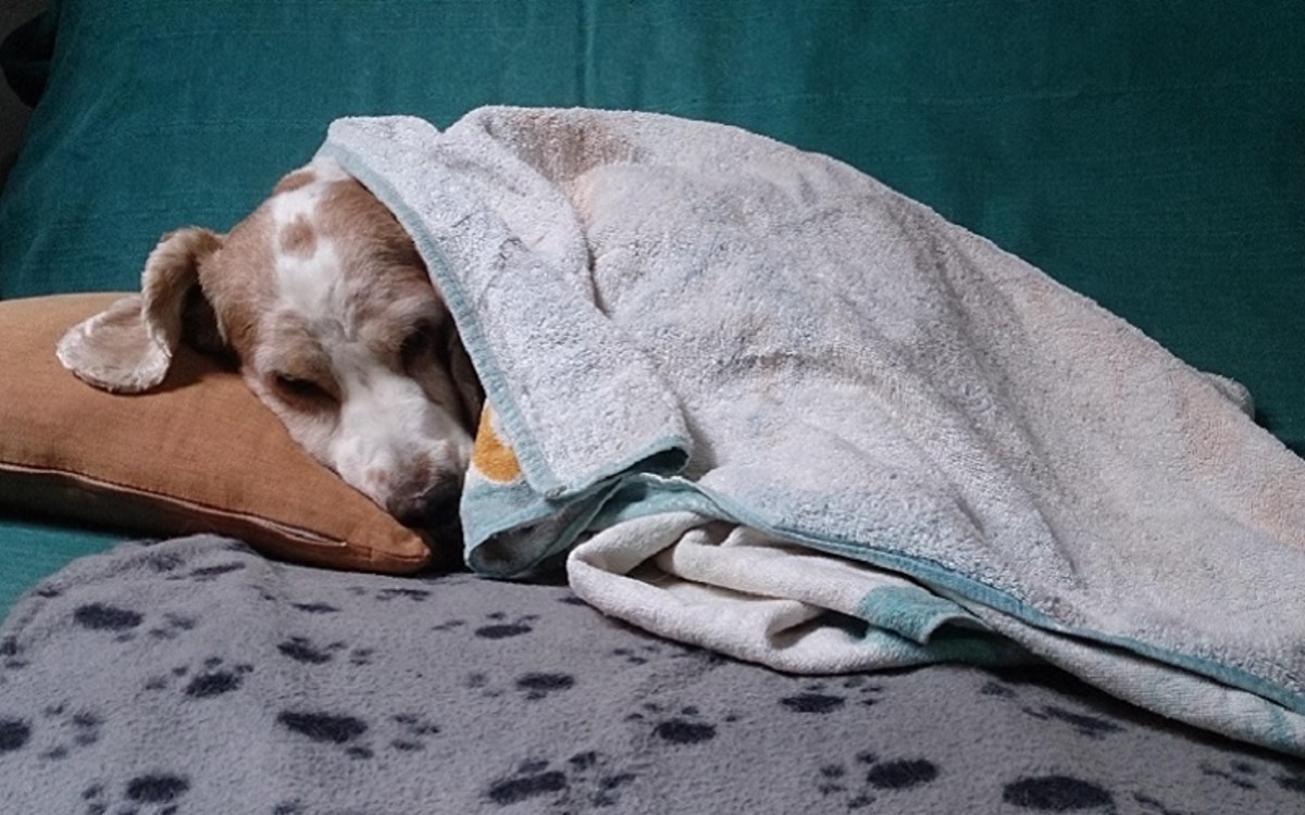 Shivering Dog