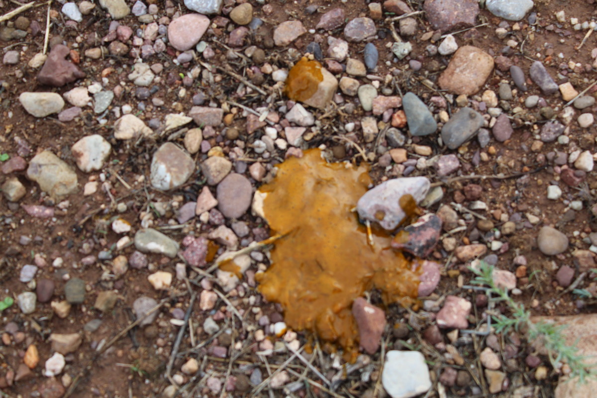 why would a dogs poop be yellow