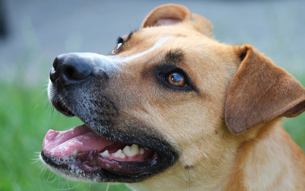 Kaopectate for Dog Diarrhea - Dog Discoveries