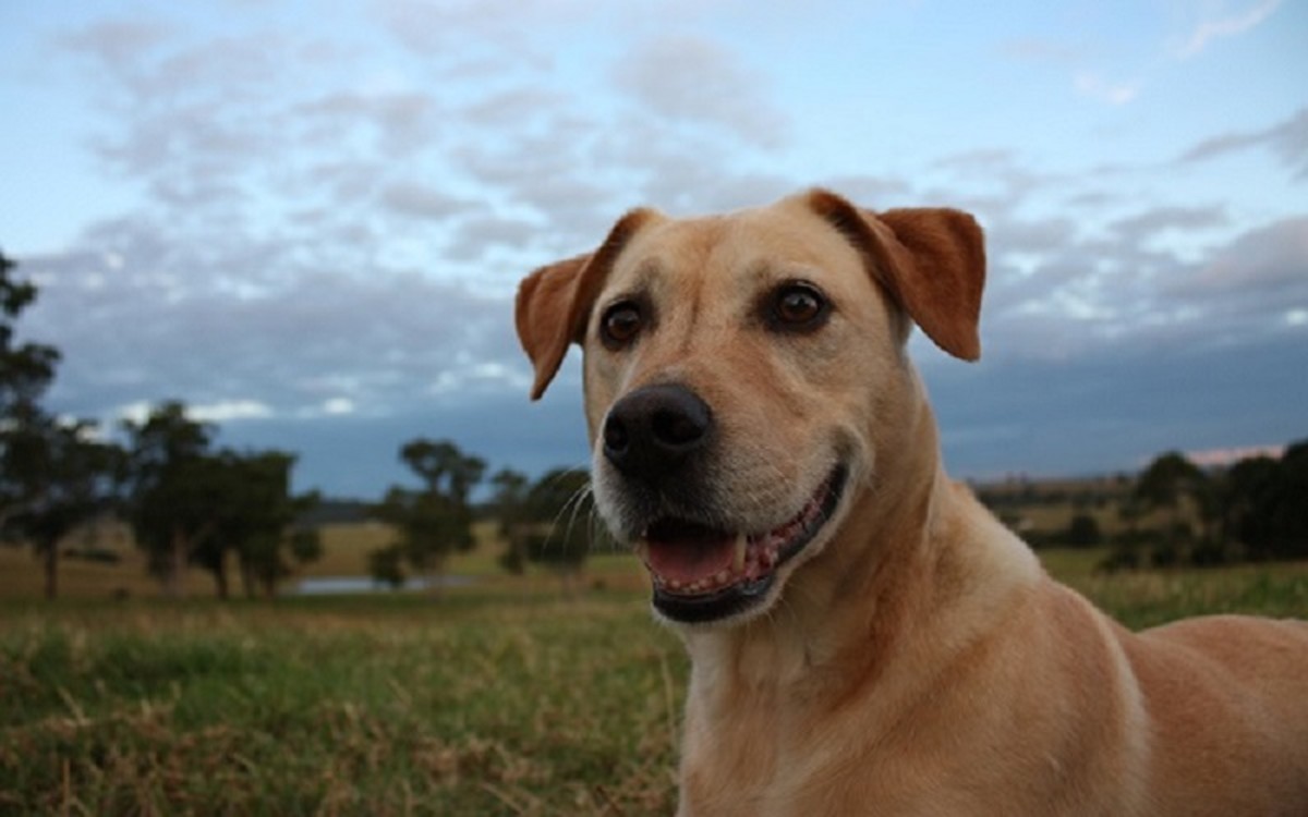 over the counter medicine for dog vomiting