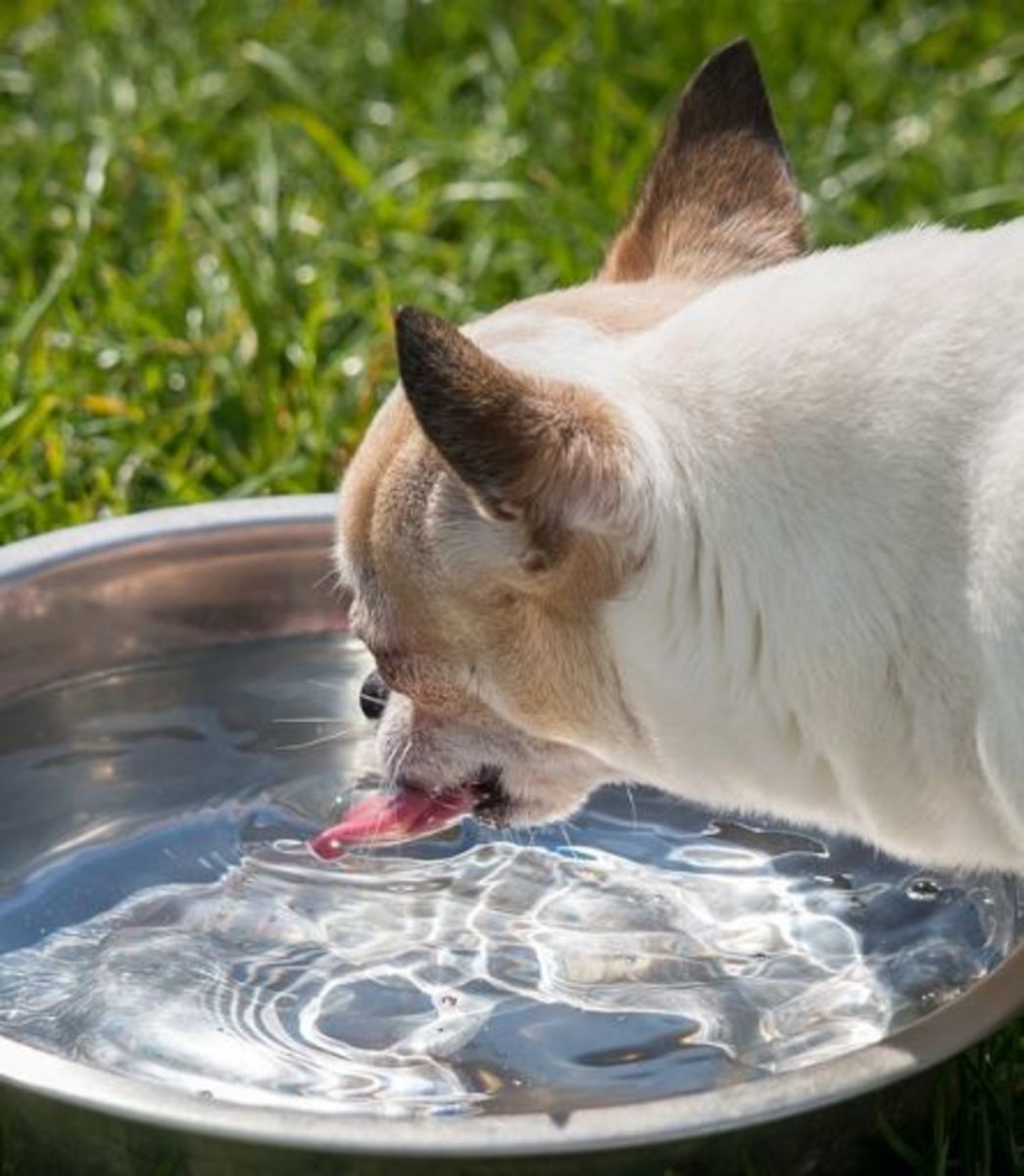 Dog Gags After Drinking Water And Eating