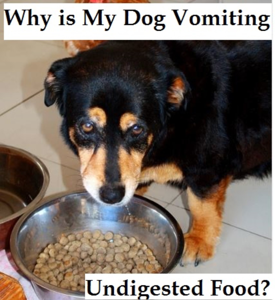 dog vomiting undigested food