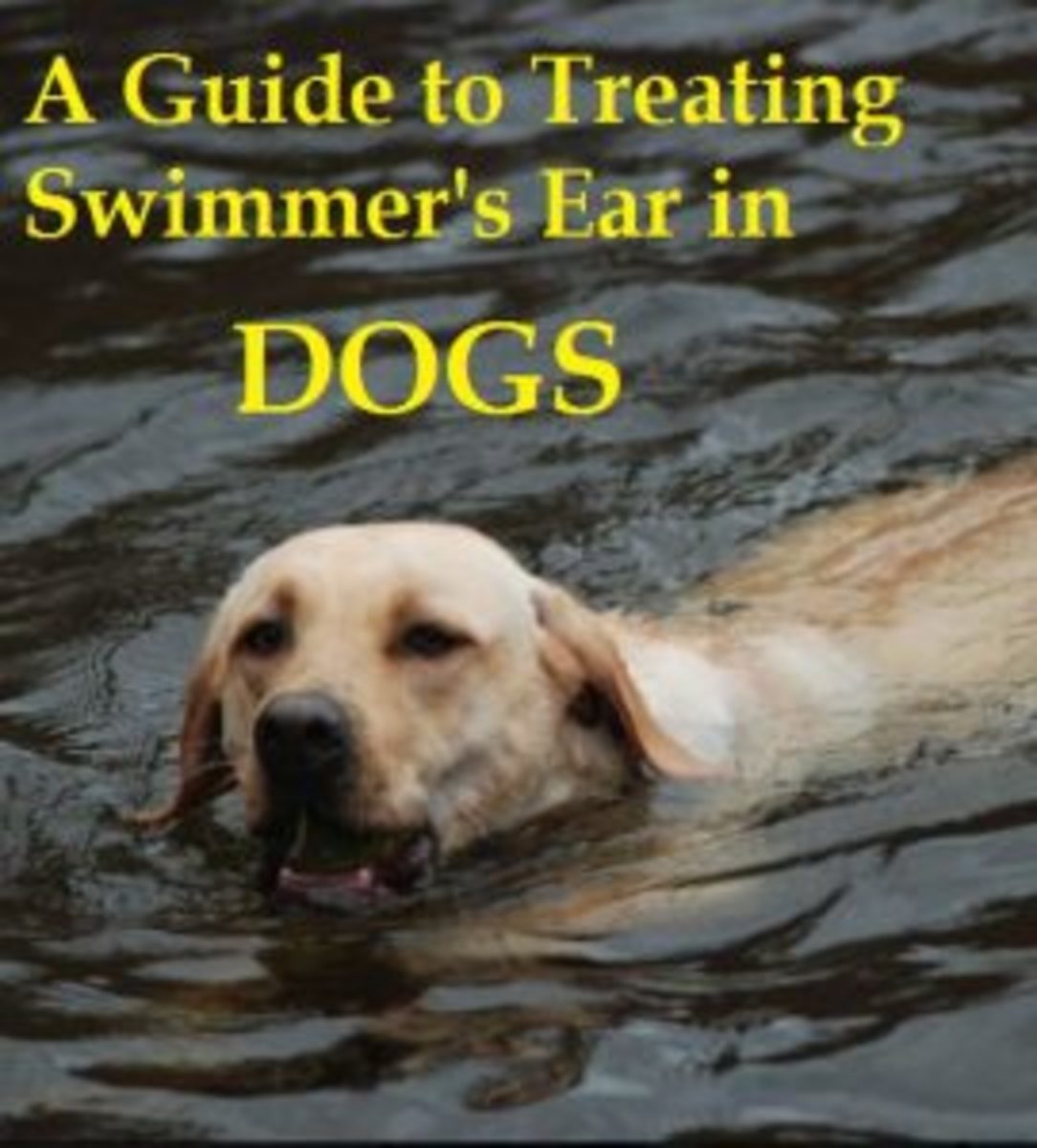 swimmers itch dog
