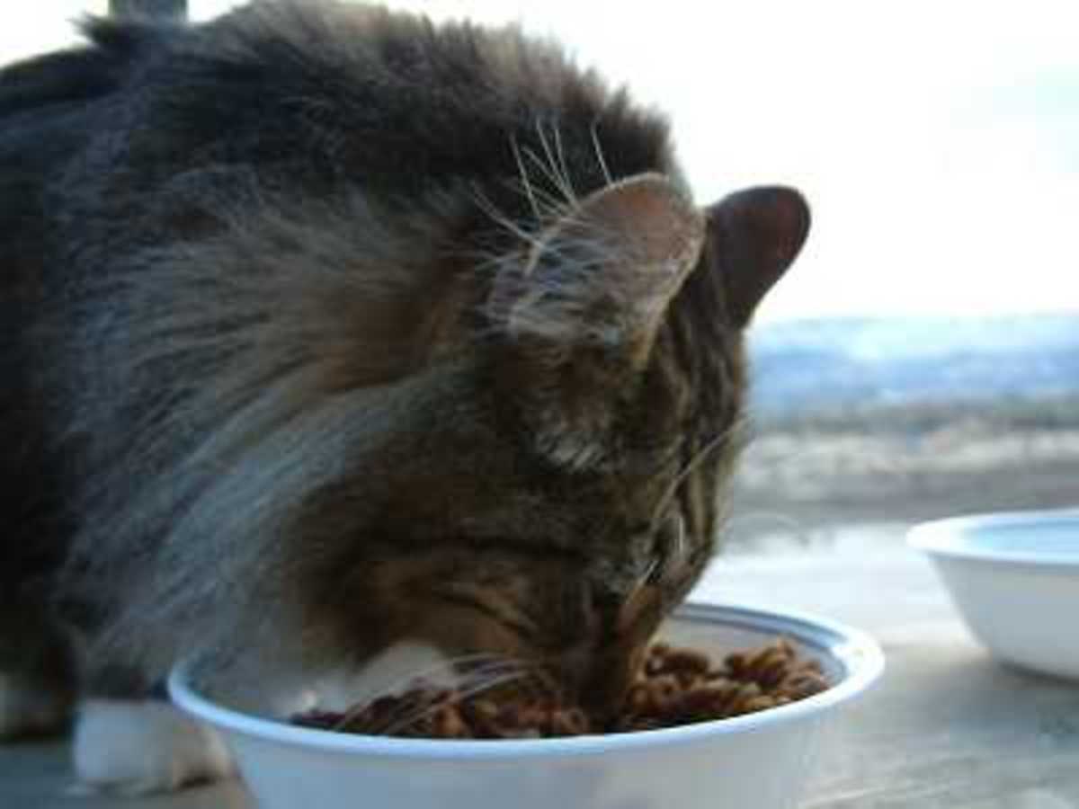 Cat Refusing Food