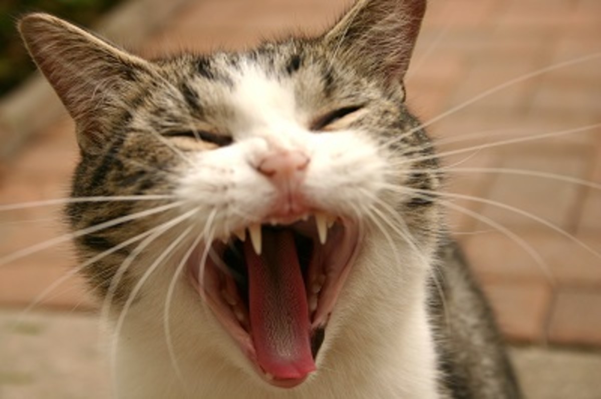 Home Remedies for Bad Breath in Cats