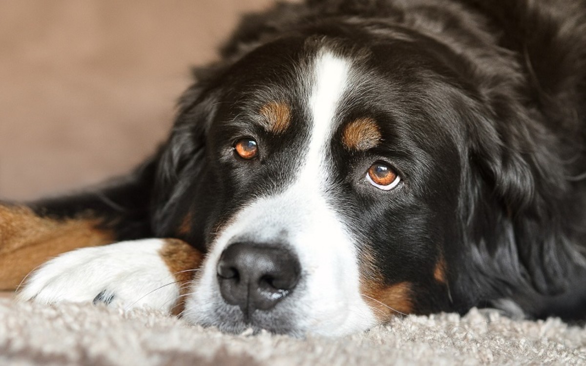 signs of head trauma in puppies