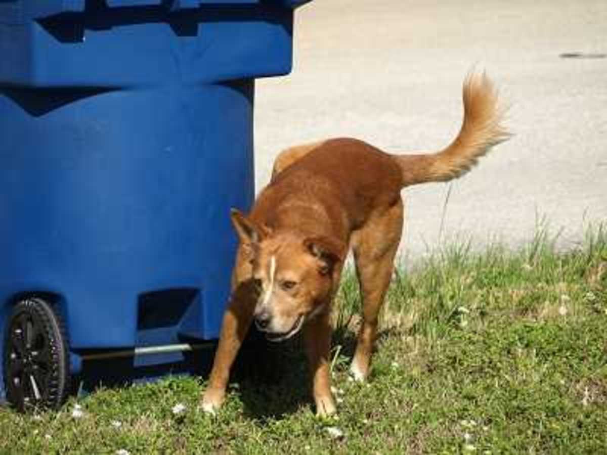 Dog Getting into Trash Dog Discoveries