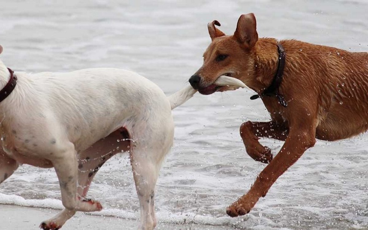 Dog Chasing Tail Dog Discoveries