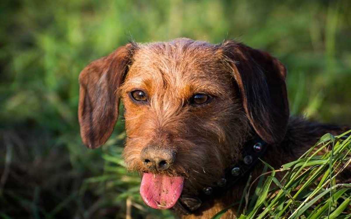 Salivary Gland Infections in Dogs