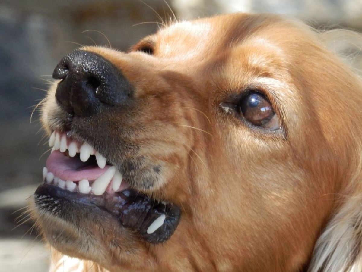 what medical conditions can cause aggression in dogs