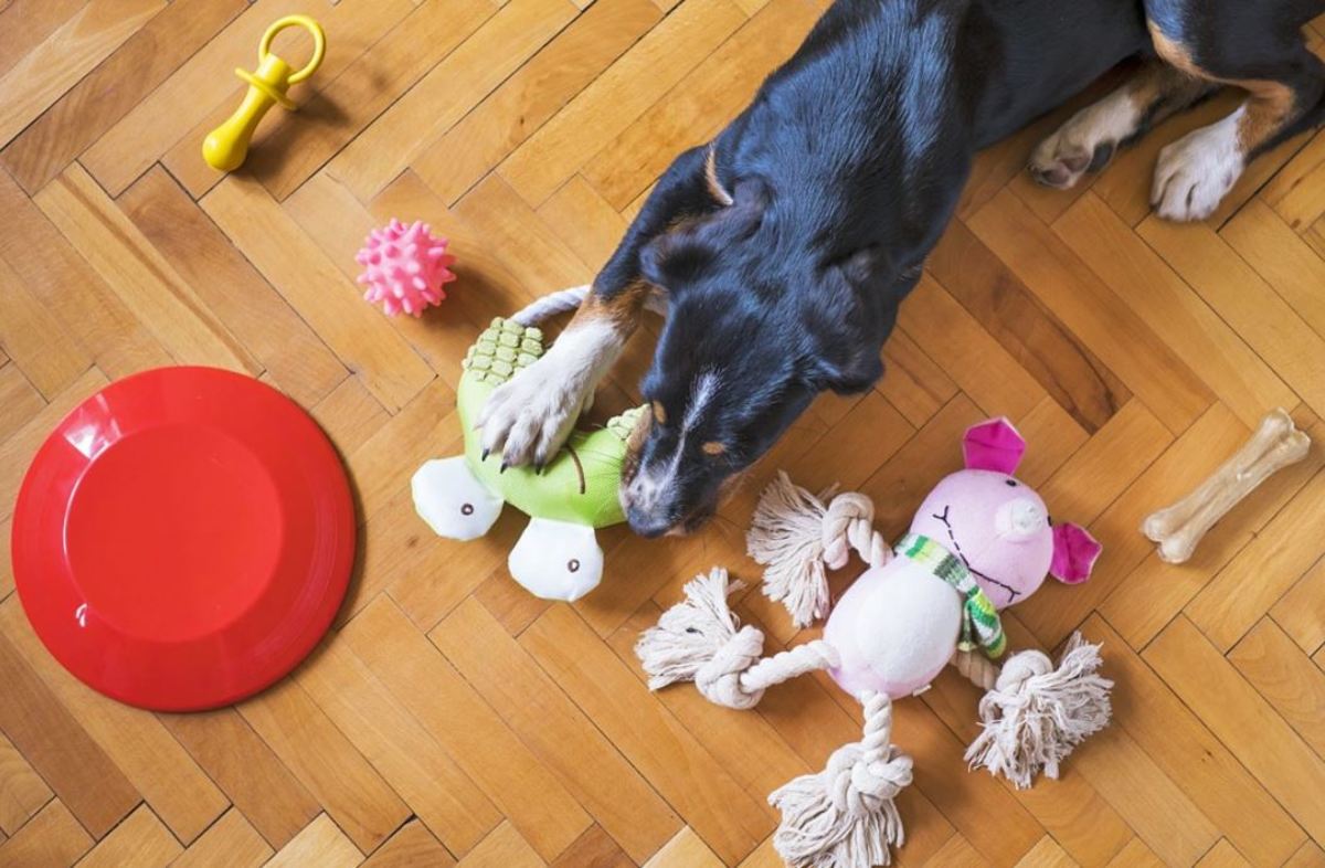 Rotate your pup's chew toys to keep him interested in them.