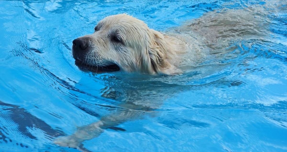 Water dog hot sale pool