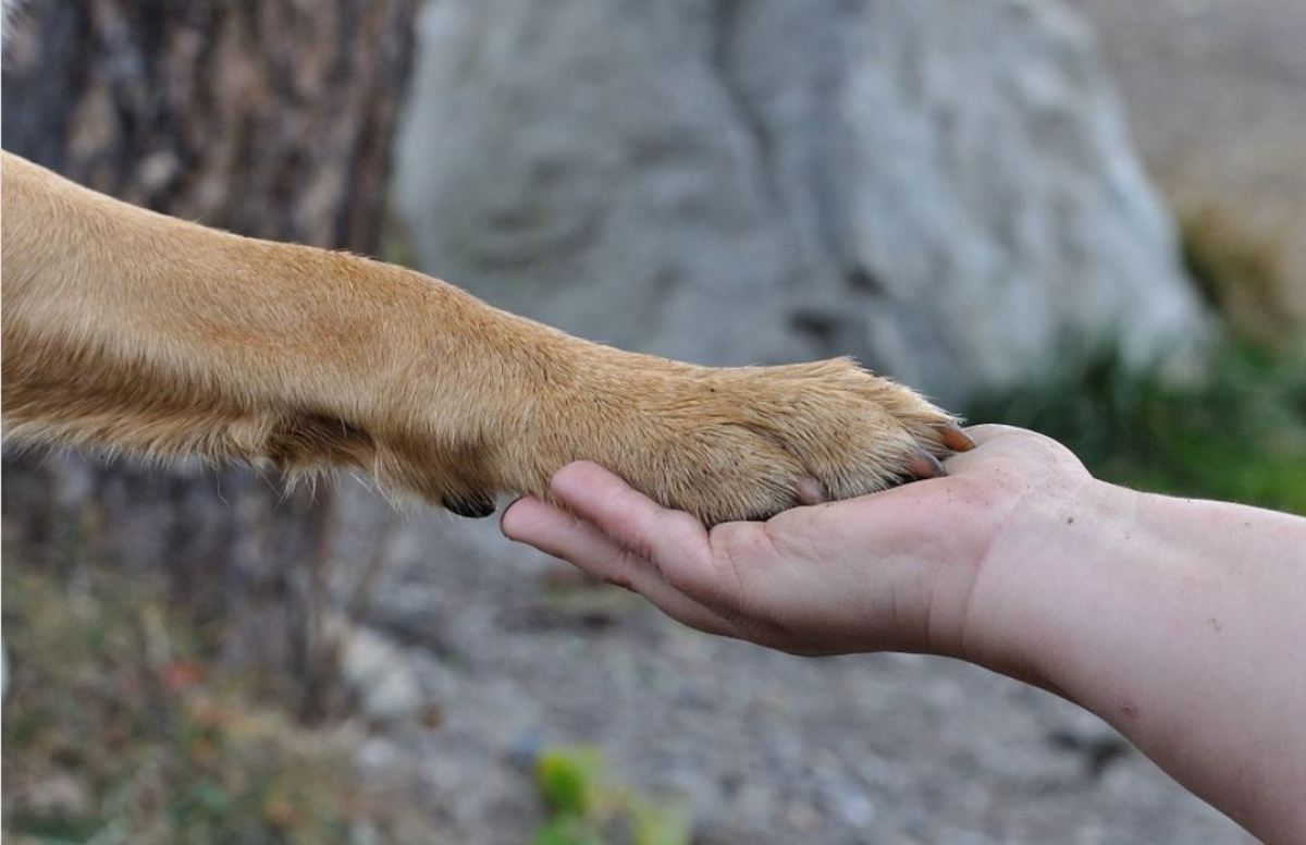 Learning to accept having paws handled requires a level of trust. 