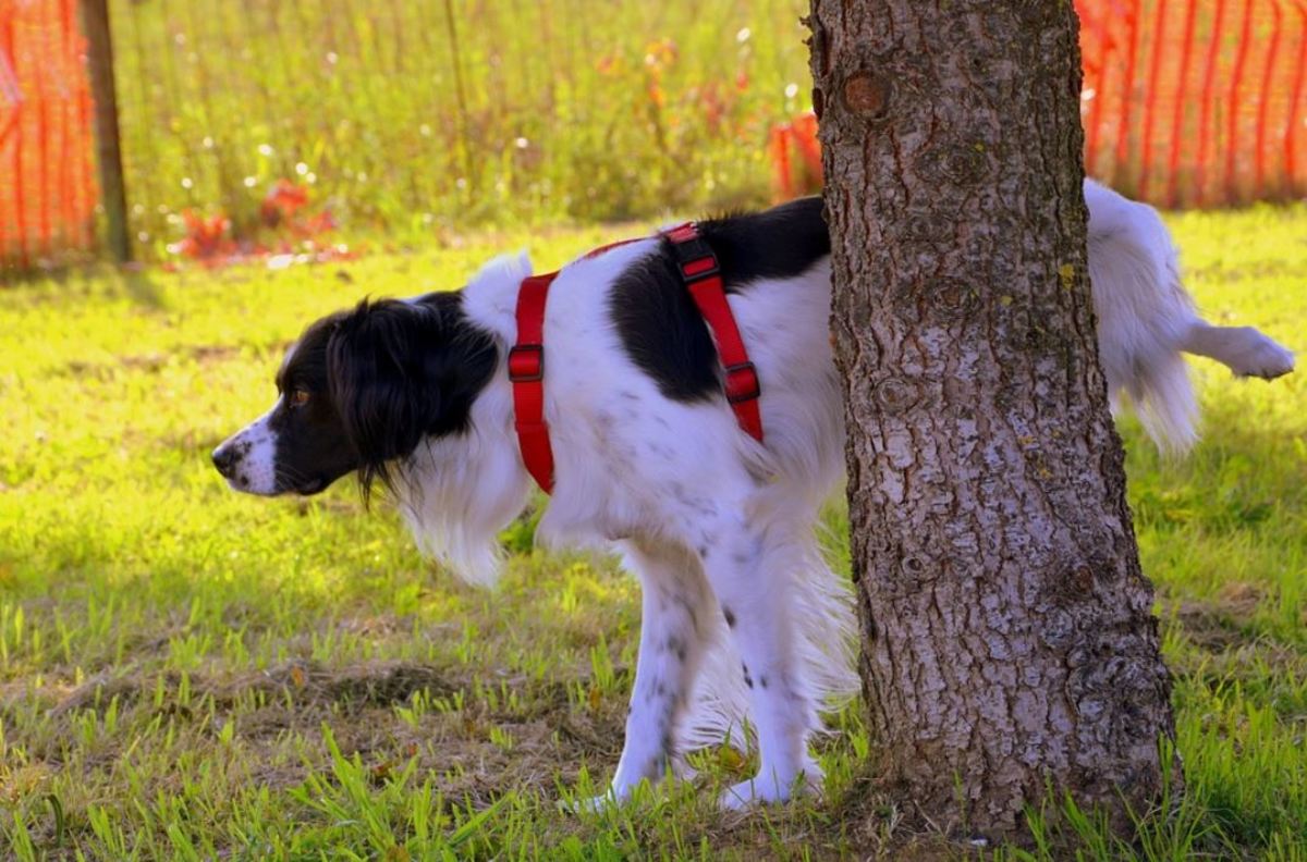 Many dogs sniff the ground before urine marking. 