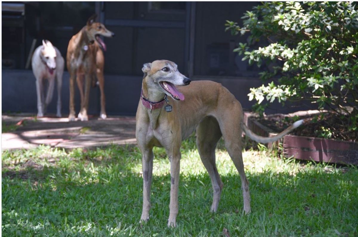 Many lovely retired greyhounds are looking for a loving home. 