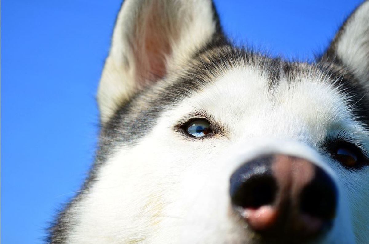 The pink-streaked "snow nose" is acceptable according to AKC husky standard.