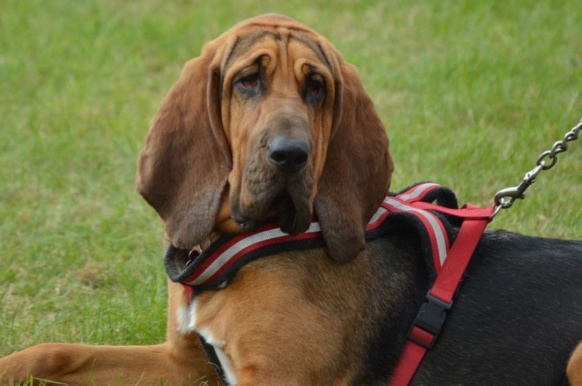Many dogs with floppy ears are scent hounds