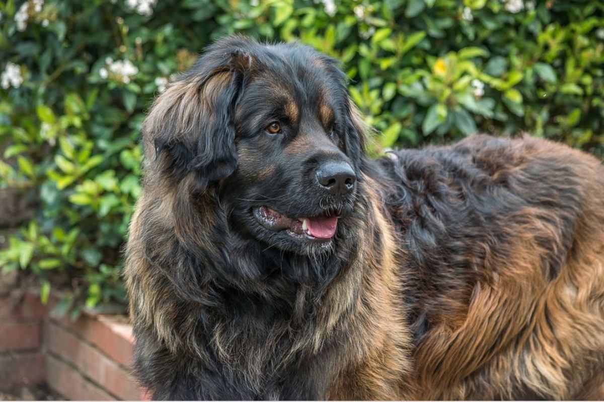 A Leonberger's long fur gives them a bear-like appearance.