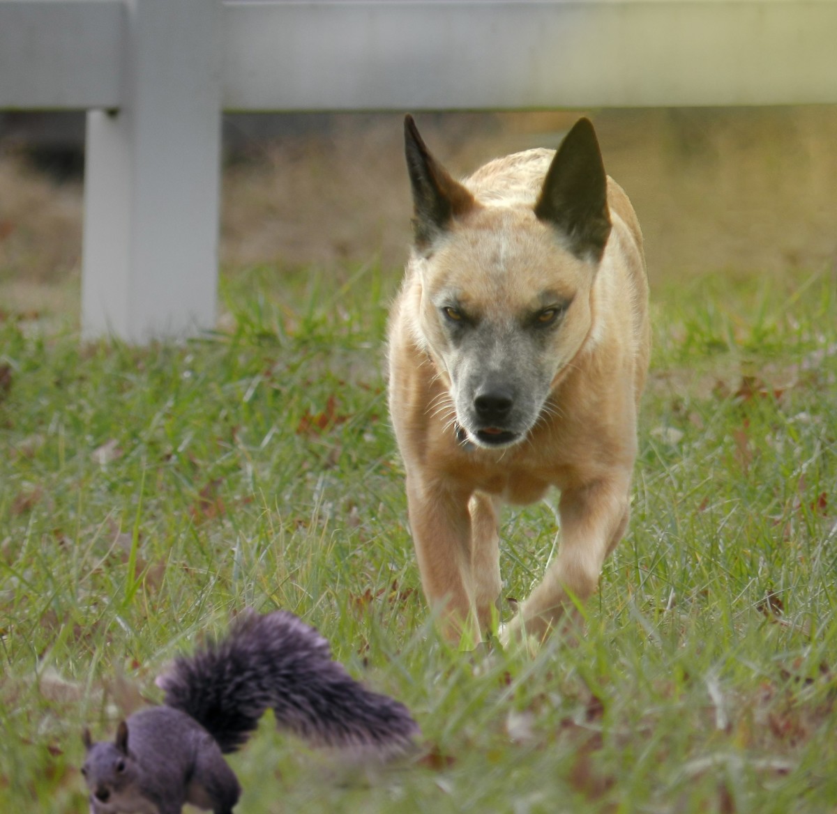 Are there critters in your yard?