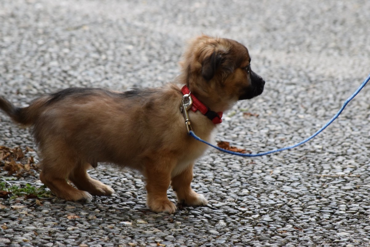 Identify when your puppy tends to bite the leash on walks. 